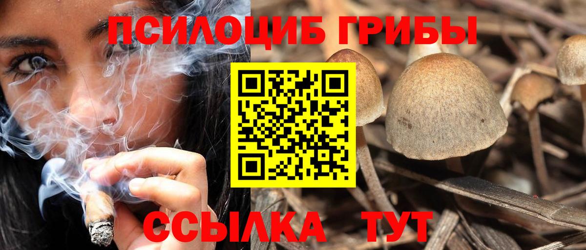 Новоалександровск  купить  цена  Вход с VPN  Галлюциногенные грибы мицелий 